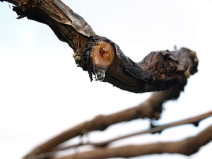 20100319-1.jpg