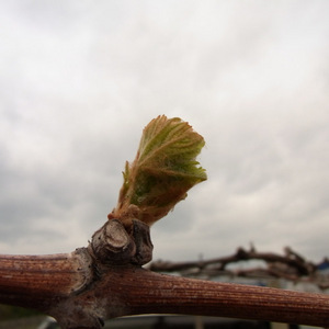 2010-04-20-1.JPGのサムネール画像