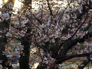 20100403004.JPG