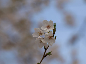 20100404001.JPG