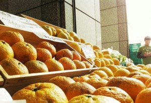 2011-06-05-027 愛媛の大久保農園さんの無農薬夏みかん