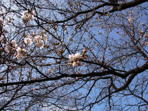 2003年３月20日甲府の桜です。