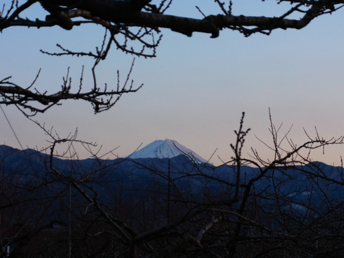 桃の畑と富士山